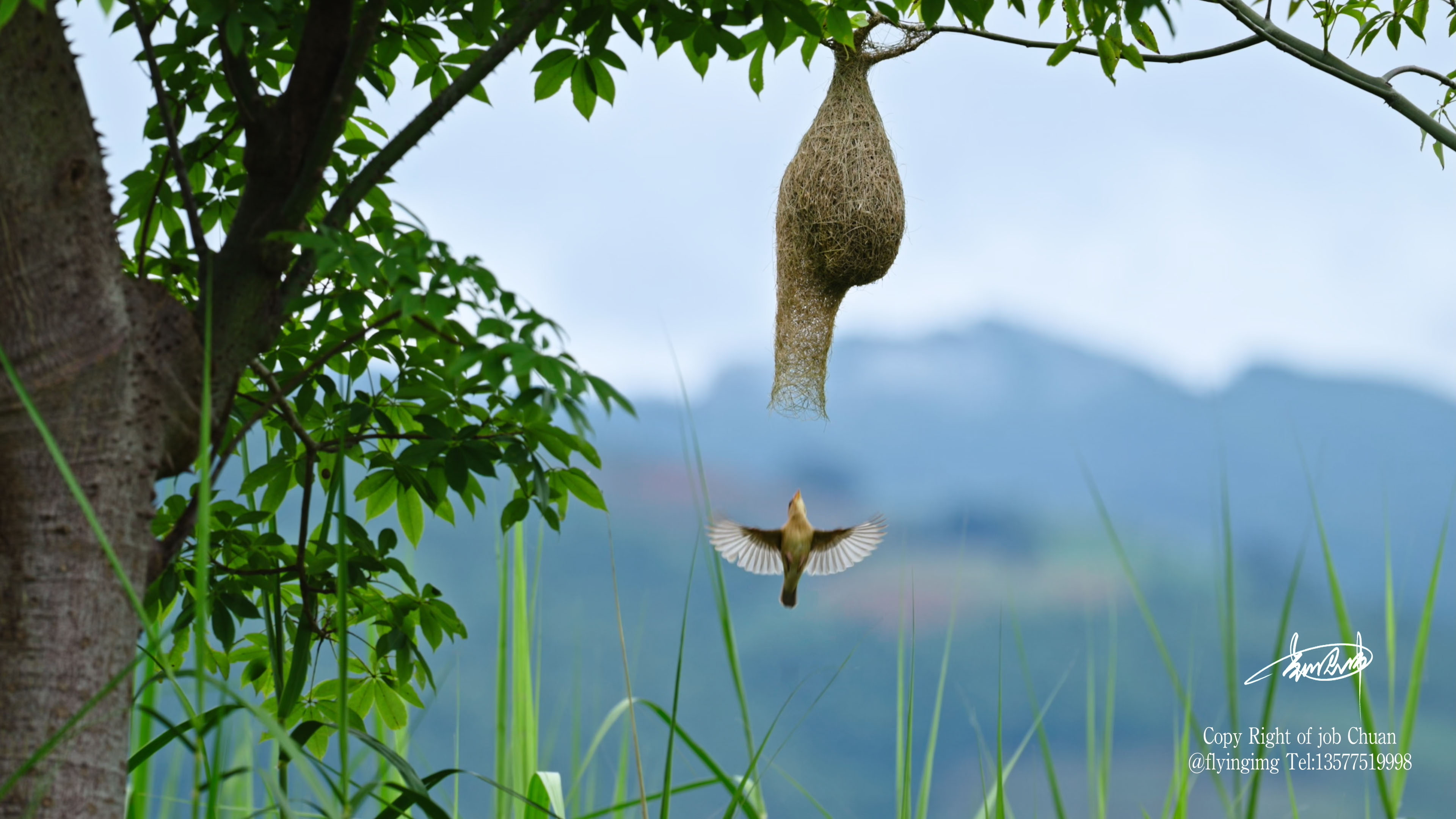 Weaver Bird Experience