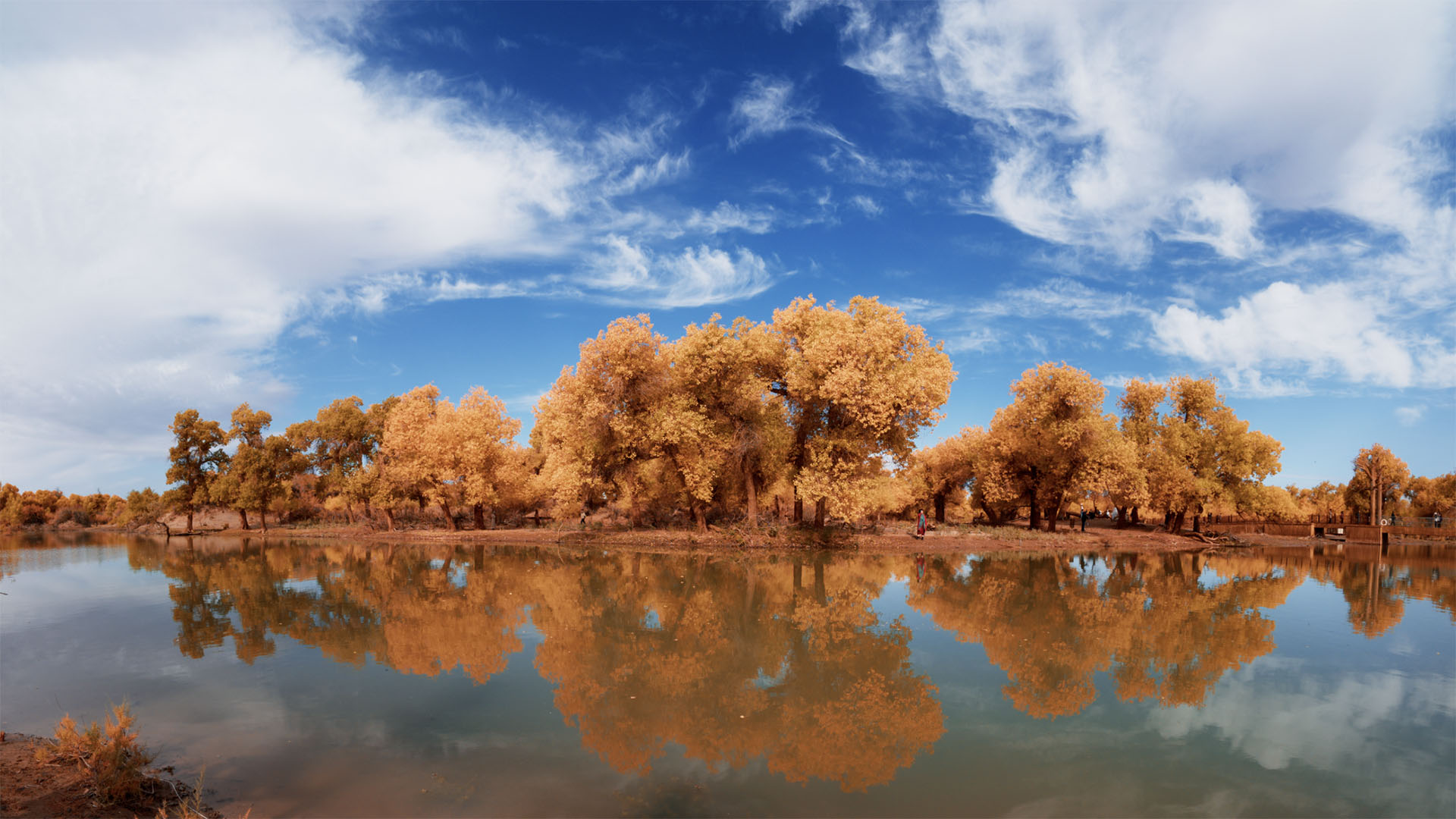 The Soul of Autumn in Ejina—A Thousand-Year Vigil of the Poplar Forest