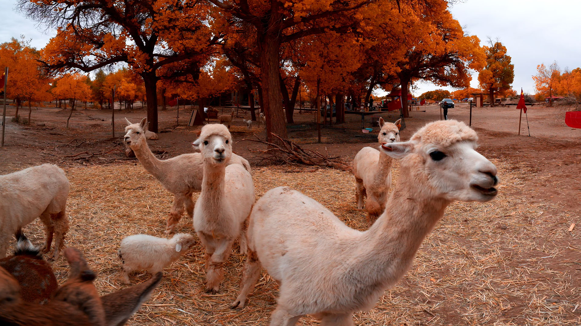 A Playful Encounter in the Poplar Forest: Fun Moments with Alpacas